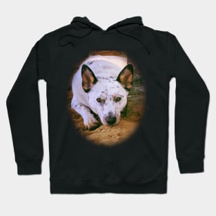 Healer Dog - Pete Hoodie